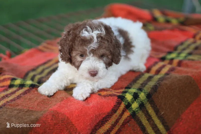 Spotty – Mountain Cur, Poodle - Toy  puppy for sale in Macy, IN