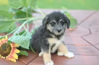 Socks, a female Mountain Cur and Poodle - Toy  for sale in Macy, IN – 4 of 4