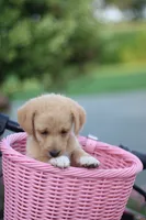 Sunny, a female Mountain Cur and Poodle - Toy  for sale in Macy, IN – 5 of 5