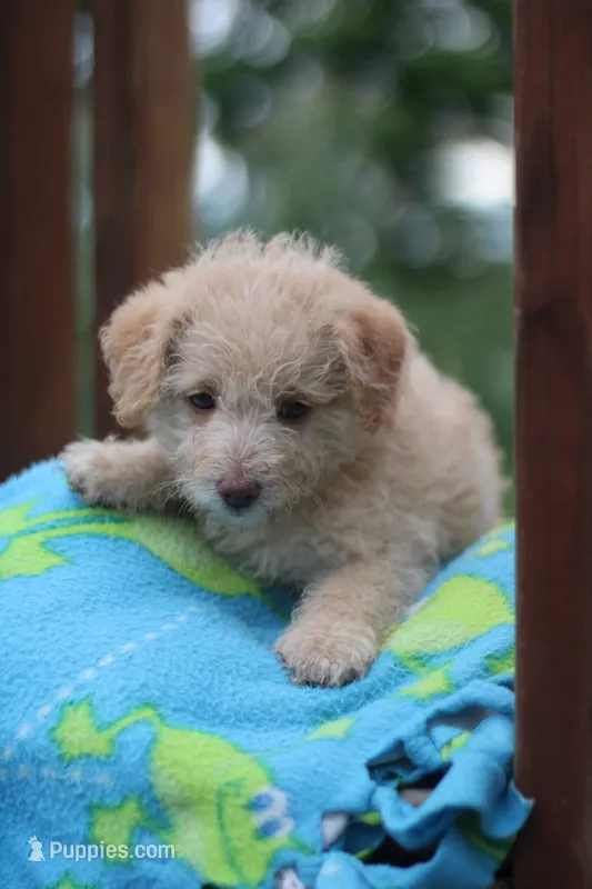 Sparky – Mountain Cur, Poodle - Toy  puppy for sale in Macy, IN