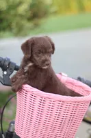 TRIXY, a female Mountain Cur and Poodle - Toy  for sale in Macy, IN – 2 of 4