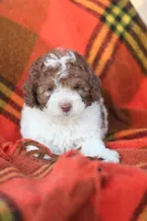 Spotty, a male Mountain Cur and Poodle - Toy  for sale in Macy, IN – 4 of 4