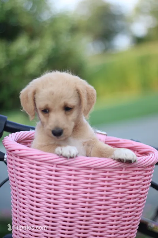 Sunny – Mountain Cur, Poodle - Toy  puppy for sale in Macy, IN