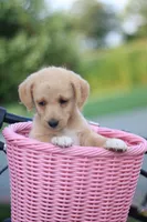 Sunny, a female Mountain Cur and Poodle - Toy  for sale in Macy, IN – 1 of 5