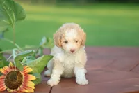 Tiny, a female Mountain Cur and Poodle - Toy  for sale in Macy, IN – 2 of 4