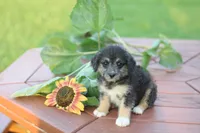 Socks, a female Mountain Cur and Poodle - Toy  for sale in Macy, IN – 2 of 4