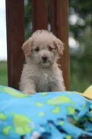 Sparky, a male Mountain Cur and Poodle - Toy  for sale in Macy, IN – 6 of 6