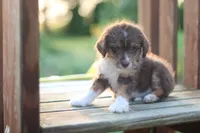 Tippy, a male Mountain Cur and Poodle - Toy  for sale in Macy, IN – 3 of 4