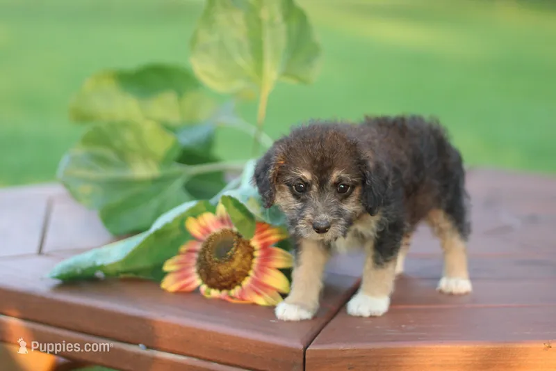 Socks – Mountain Cur, Poodle - Toy  puppy for sale in Macy, IN