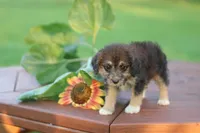 Socks, a female Mountain Cur and Poodle - Toy  for sale in Macy, IN – 1 of 4