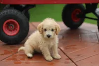 Buster, a male Mountain Cur and Poodle - Toy  for sale in Macy, IN – 4 of 4