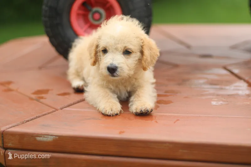Buster – Mountain Cur, Poodle - Toy  puppy for sale in Macy, IN