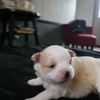 Foxy, a female Bichon Frise and Pomeranian for sale in Long Lane, MO – Photo 10 of 10