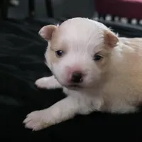 Foxy, a female Bichon Frise and Pomeranian for sale in Long Lane, MO – Photo 1 of 10