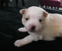 Foxy, a female Pomeranian for sale in Long Lane, MO – Photo 1 of 10