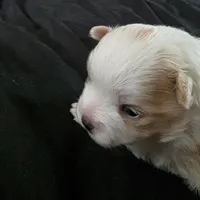 Foxy, a female Bichon Frise and Pomeranian for sale in Long Lane, MO – Photo 8 of 10