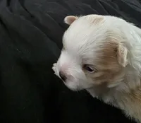 Foxy, a female Pomeranian for sale in Long Lane, MO – Photo 7 of 10