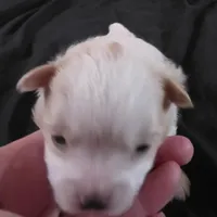 Foxy, a female Bichon Frise and Pomeranian for sale in Long Lane, MO – Photo 3 of 10