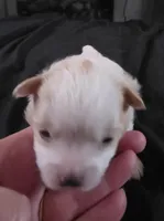 Foxy, a female Pomeranian for sale in Long Lane, MO – Photo 3 of 10