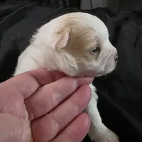 Foxy, a female Bichon Frise and Pomeranian for sale in Long Lane, MO – Photo 2 of 10