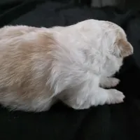 Foxy, a female Bichon Frise and Pomeranian for sale in Long Lane, MO – Photo 6 of 10