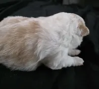 Foxy, a female Pomeranian for sale in Long Lane, MO – Photo 8 of 10