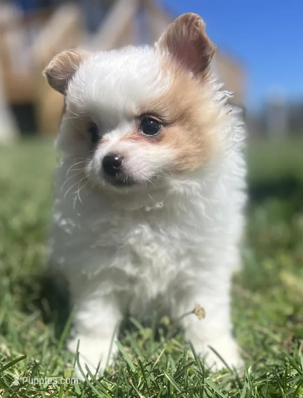 Foxy – Pomeranian puppy for sale in Long Lane, MO