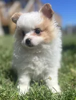 Foxy, a female Pomeranian for sale in Long Lane, MO – Photo 1 of 9