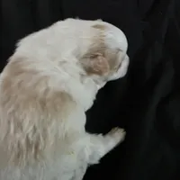 Foxy, a female Bichon Frise and Pomeranian for sale in Long Lane, MO – Photo 9 of 10