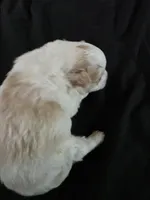 Foxy, a female Pomeranian for sale in Long Lane, MO – Photo 9 of 10