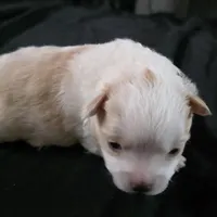 Foxy, a female Bichon Frise and Pomeranian for sale in Long Lane, MO – Photo 7 of 10