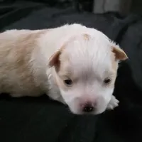 Foxy, a female Bichon Frise and Pomeranian for sale in Long Lane, MO – Photo 5 of 10