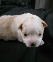 Foxy, a female Pomeranian for sale in Long Lane, MO – Photo 5 of 10