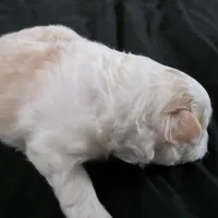 Foxy, a female Bichon Frise and Pomeranian for sale in Long Lane, MO – Photo 4 of 10