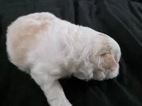 Foxy, a female Pomeranian for sale in Long Lane, MO – Photo 4 of 10