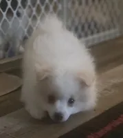 Brutus , a male Pomeranian for sale in Long Lane, MO – Photo 4 of 10
