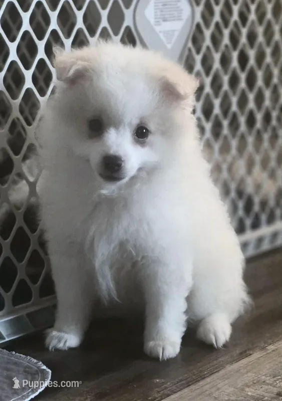Brutus  – Pomeranian puppy for sale in Long Lane, MO