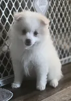Brutus , a male Pomeranian for sale in Long Lane, MO – Photo 1 of 10