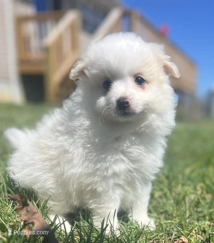 Brutus  – Pomeranian puppy for sale in Long Lane, MO