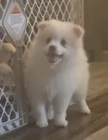 Brutus , a male Pomeranian for sale in Long Lane, MO – Photo 2 of 10