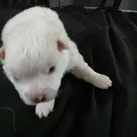 Brutus , a male Bichon Frise and Pomeranian for sale in Long Lane, MO – Photo 5 of 5