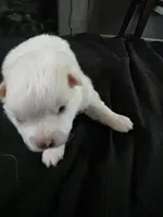 Brutus , a male Pomeranian for sale in Long Lane, MO – Photo 5 of 5