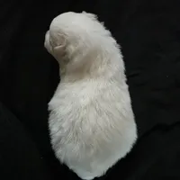 Brutus , a male Bichon Frise and Pomeranian for sale in Long Lane, MO – Photo 4 of 5