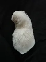 Brutus , a male Pomeranian for sale in Long Lane, MO – Photo 4 of 5