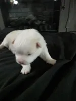 Brutus , a male Pomeranian for sale in Long Lane, MO – Photo 2 of 5