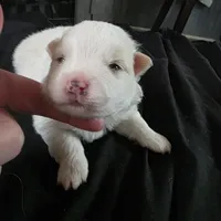 Brutus , a male Bichon Frise and Pomeranian for sale in Long Lane, MO – Photo 3 of 5