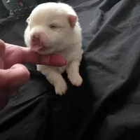 Brutus , a male Bichon Frise and Pomeranian for sale in Long Lane, MO – Photo 1 of 5