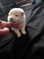 Brutus , a male Pomeranian for sale in Long Lane, MO – Photo 1 of 5