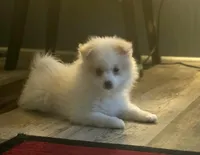 Brutus , a male Pomeranian for sale in Long Lane, MO – Photo 3 of 10