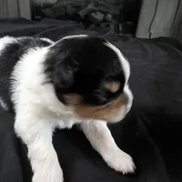 Simon, a male Bichon Frise and Pomeranian for sale in Long Lane, MO – Photo 9 of 9